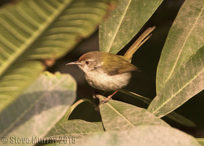 Common Tailorbird (Orthotomus sutorius)