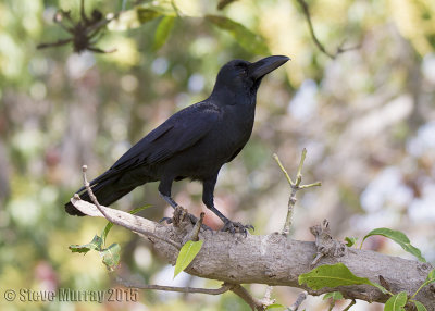 Indian Jungle Crow (Corvus culminatus)