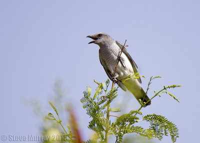 Large Cuckooshrike (Coracina macei)