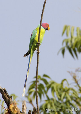 Plum-headed Parakeet