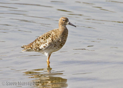 Ruff (Calidris pugnax)