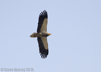 Egyptian Vulture (Neophron percnopterus ginginianus)