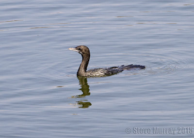 Little Cormorant (Microcarbo niger)