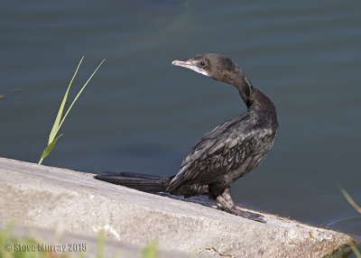 Little Cormorant (Microcarbo niger)