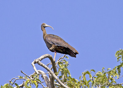 Red-naped Ibis