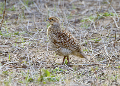 Grey Francolin (Ortygornis pondicerianus)