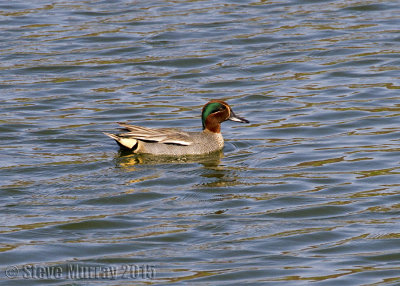 Eurasian Teal