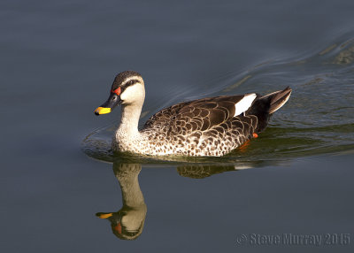 Indian Spot-billed Duck