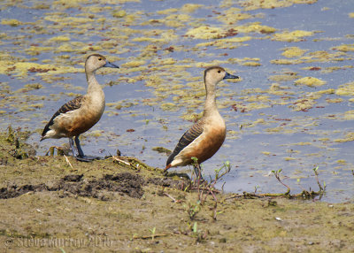 Lesser Whistling Duck