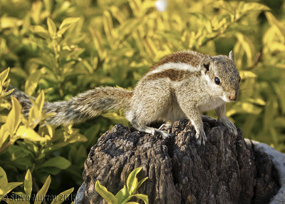 Squirrels (Sciuridae)