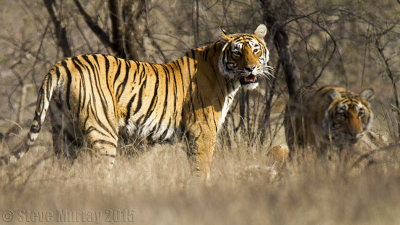 Tiger (Panthera tigris)