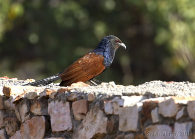 Greater Coucal