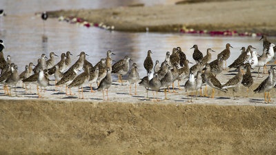 Ruff (Calidris pugnax)