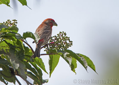 House Finch
