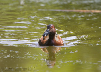 Cinnamon Teal