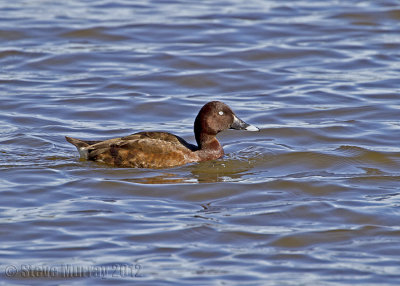 Hardhead (Aythya australis)