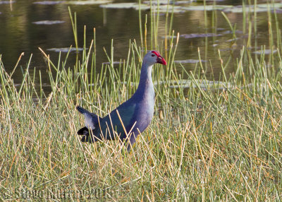 Grey-headed Swamphen (Porphyrio poliocephalus)