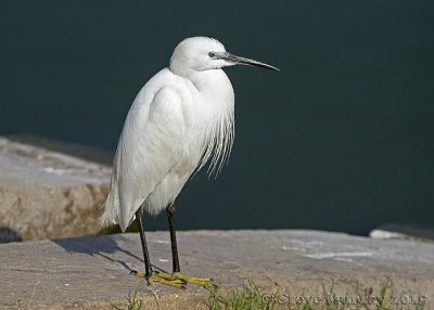 Little Egret (Egretta garzetta garzetta)