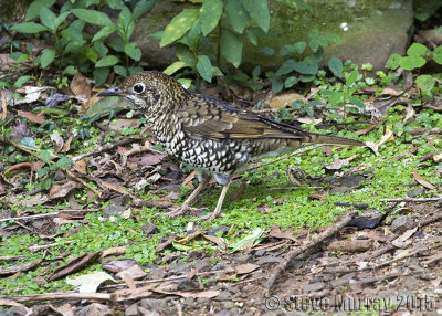 Bassian Thrush (Zoothera lunulata)