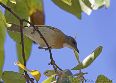 Rufous-banded Honeyeater