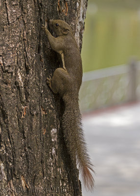 Plantain Squirrel (Callosciurus notatus)