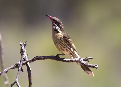 Spiny-cheeked Honeyeater (Acanthagenys rufogularis)