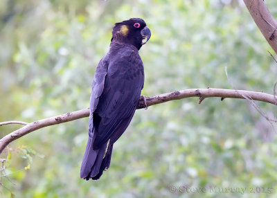 Yellow-tailed Black Cockatoo (Zanda funereus)