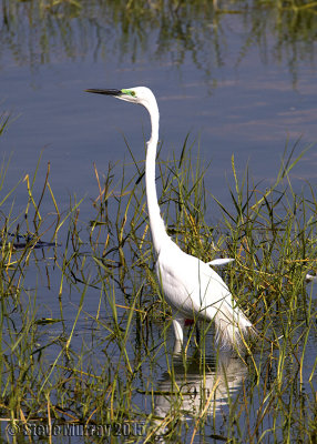 Great Egret (Ardea alba alba)
