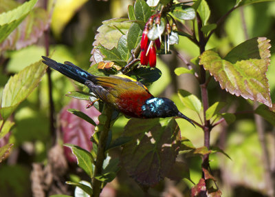 Green-tailed Sunbird