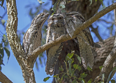 Tawny Frogmouth (Podargus strigoides strigoides)