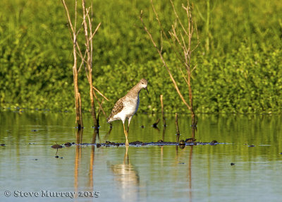 Ruff (Calidris pugnax)