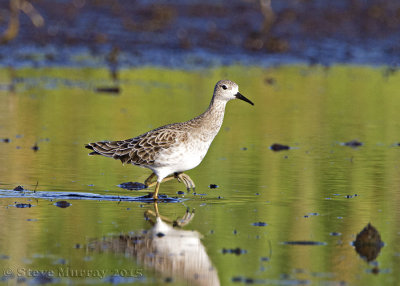 Nathan Road Wetlands Reserve