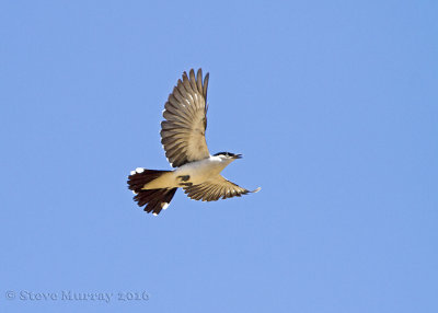 White-winged Triller (Lalage tricolor)