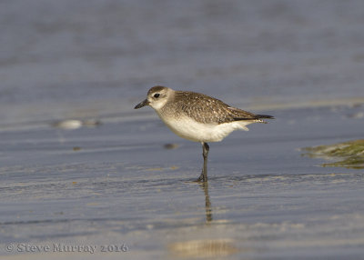 Grey Plover (Pluvialis squatarola)