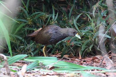 Pale-vented Bush-hen (Amaurornis moluccana ruficrissa)