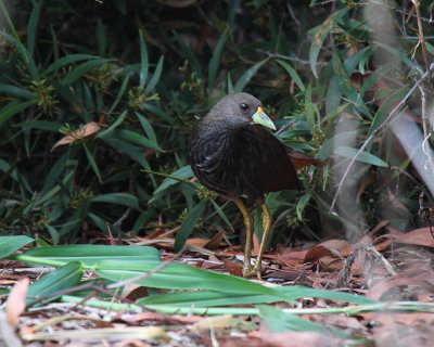 Pele-vented Bush-hen (Amaurornis moluccana ruficrissa)