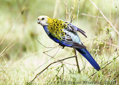 Pale-headed Rosella (Platycercus adscitus palliceps)