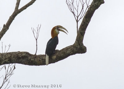 Blyth's Hornbill (Rhyticeros plicatus jungei)