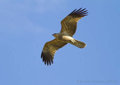 Whistling Kite (Haliastur sphenuris)