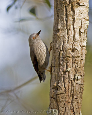 Varied Sittella (Daphoenositta chrysoptera leucocephala)