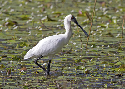 Royal Spoonbill (Platelea regia)