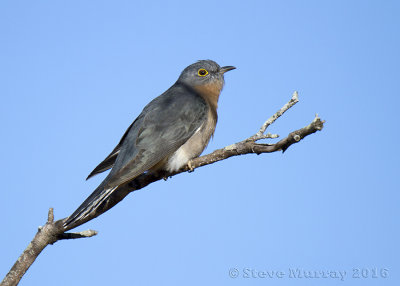 Fan-tailed Cuckoo (Cacomantis flabelliformis)