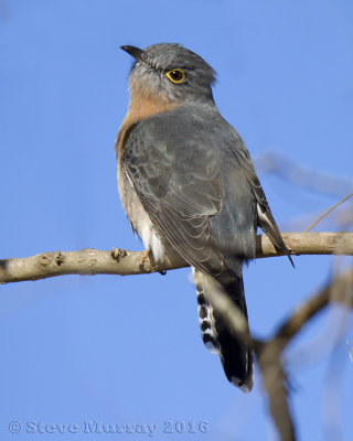 Fan-tailed Cuckoo (Cacomantis flabelliformis)