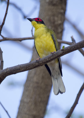 Australasian Figbird (Sphecotheres vieilloti flaviventris)