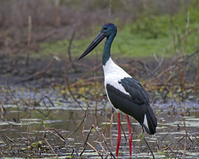 Black-necked Stork (Ephippiorhynchus asiaticus australis)