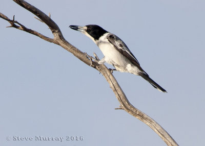 Grey Butcherbird (Cracticus torquatus leucopterus)