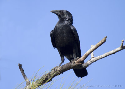 Torresian Crow (Corvus orru cecilae)