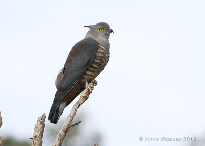 Pacific Baza (Aviceda subcristata)