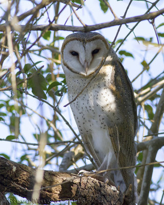 Eastern Barn Owl (Tyto delicatula)