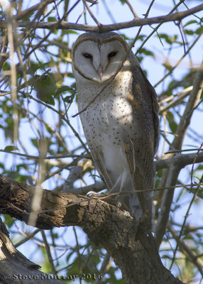 Eastern Barn Owl (Tyto delicatula)